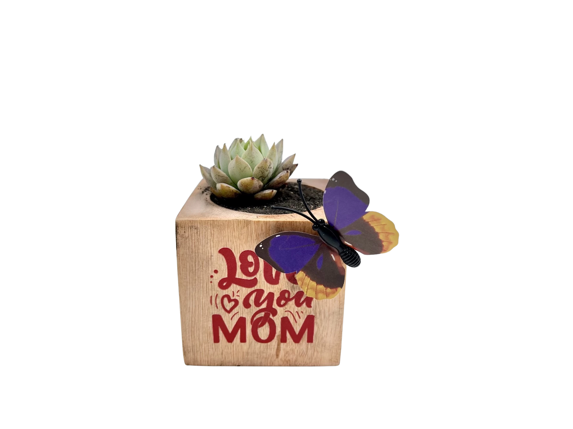 Mini succulente à offrir