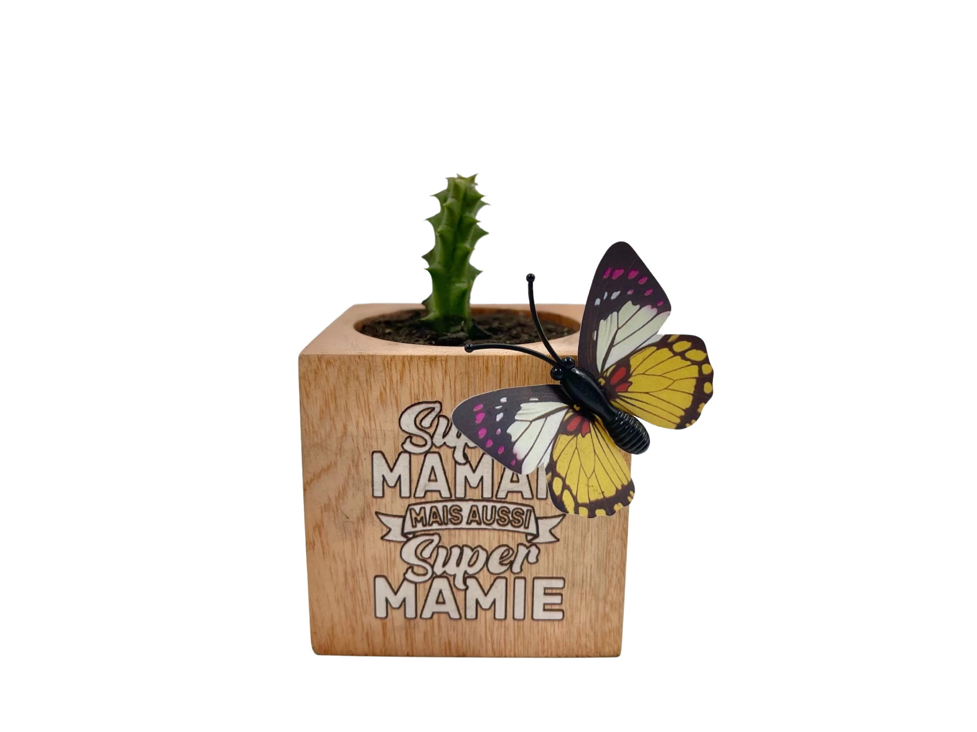 Mini succulente à offrir