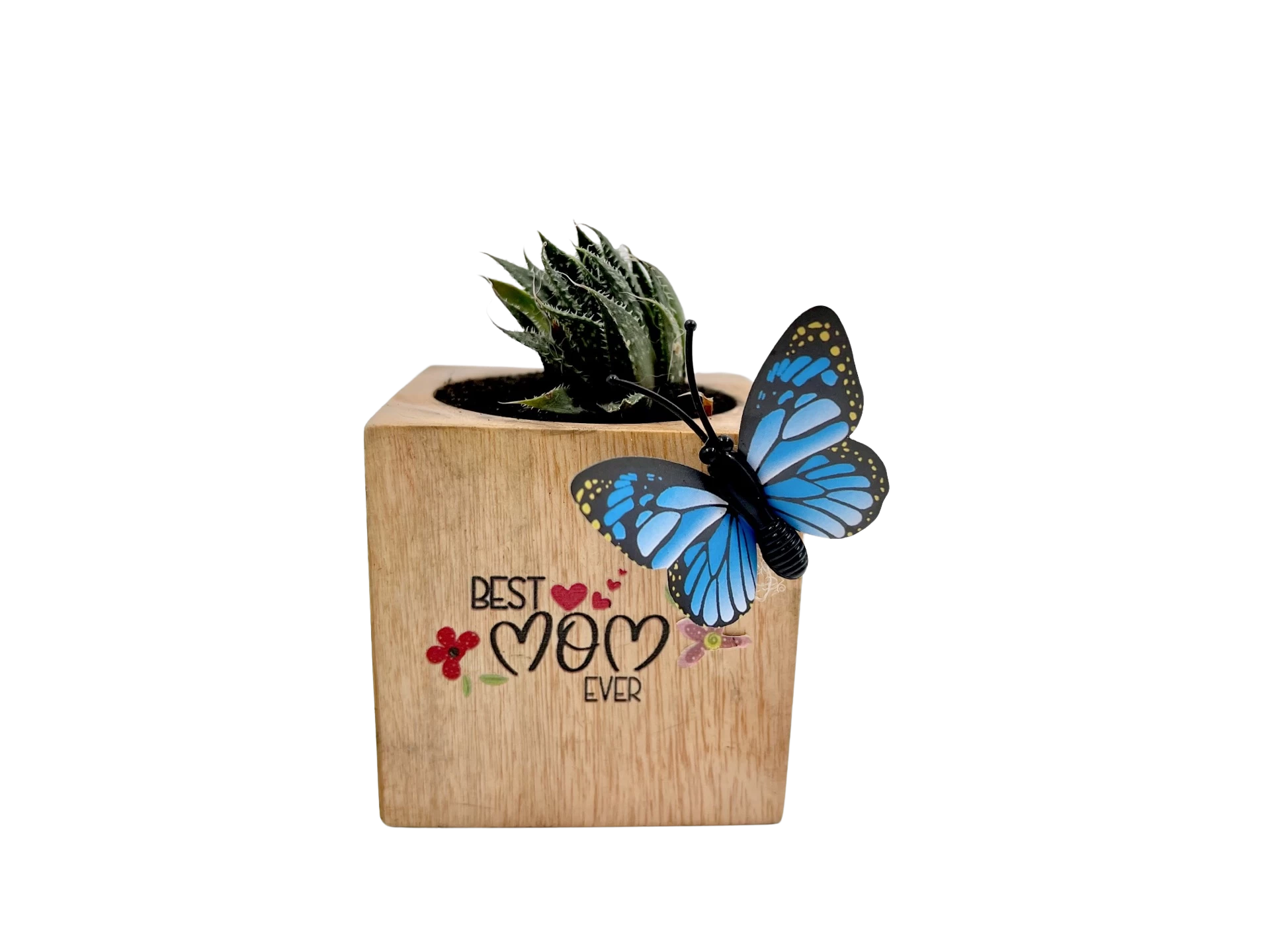 Mini succulente à offrir