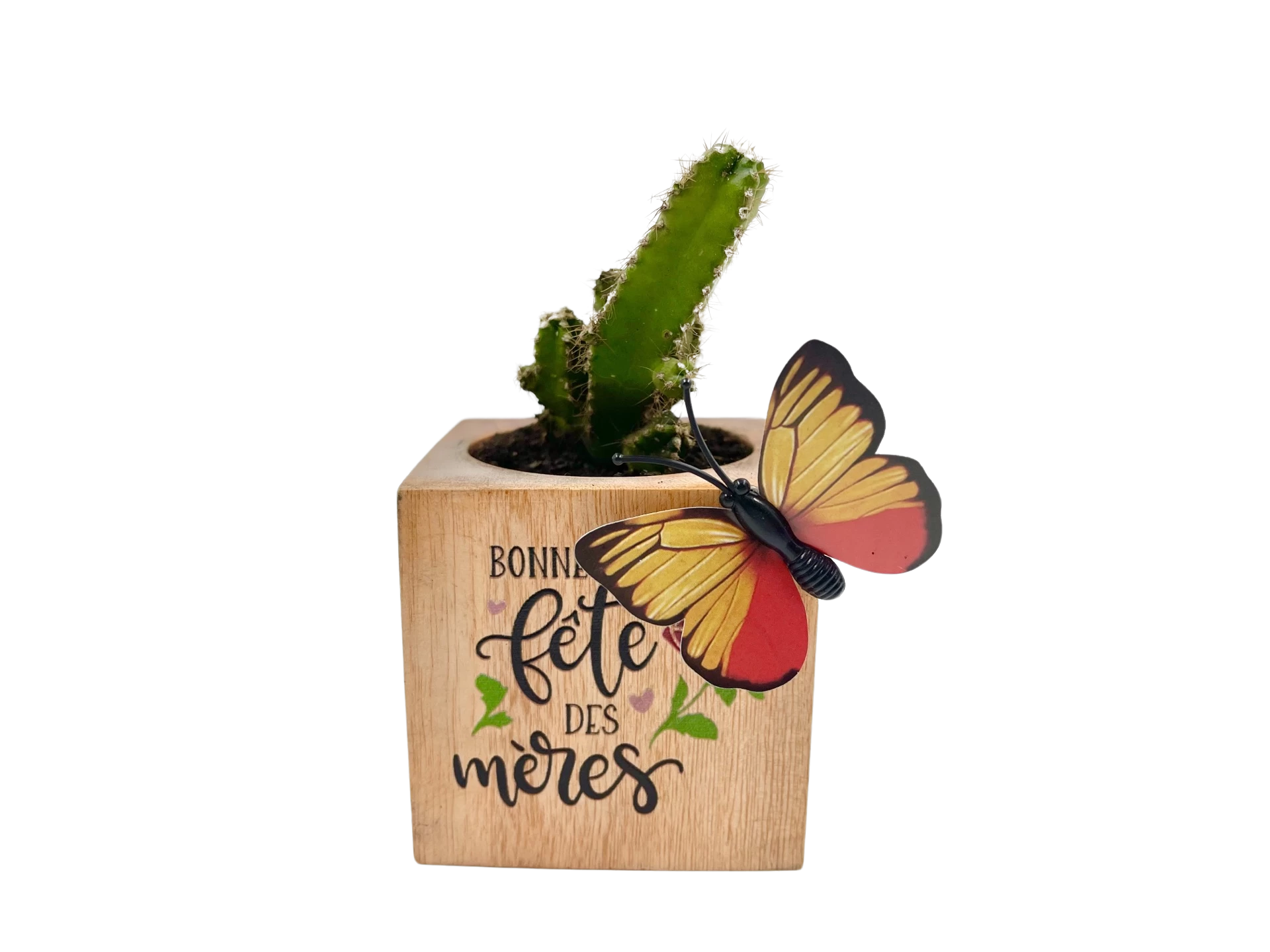 Mini succulente à offrir